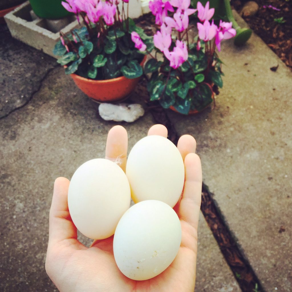 homestead simple living organic duck eggs